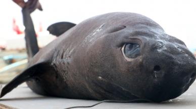 'Ninja Lanternshark' türü köpek balığı yakalandı: 'Daha önce hiç görmedim'