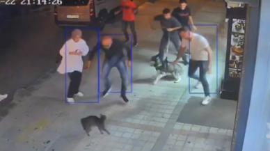 Köpeklere savaş açan kedi çevredekileri şaşkına çevirdi