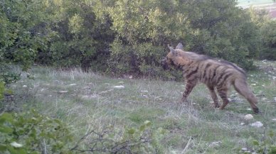 Nesli tükenme tehlikesi altındaydı, araç çarptı: Sürücü aranıyor