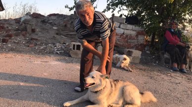 Sokak köpeklerini beslerken başından vuruldu