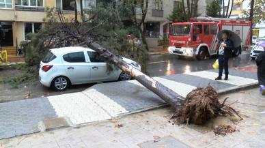 Otomobilin üzerine ağaç devrildi