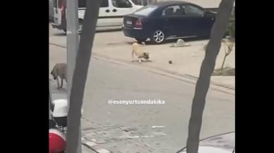 Fare, köpeği böyle kovaladı!