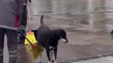 Fırça ile sokak köpeğini temizlediği anlar görenlerin içini ısıttı