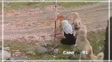 Yaşlı kadın köpeklerin saldırısına uğradı