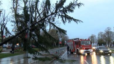 Şiddetli rüzgar ağacı devirdi, trafik yoğunluğu oluştu