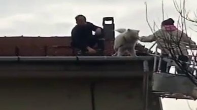 Çatıya çıkan köpek itfaiyeyi yanına yaklaştırmadı, sahibi gelince indi