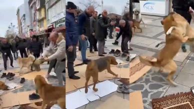 Kavga eden köpekler cemaatin arasını daldı: O anlar böyle görüntülendi