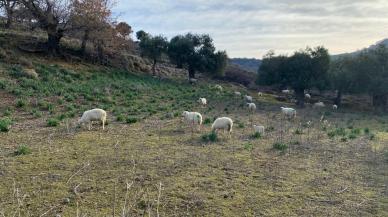 Sokak köpekleri, ağıldaki 11 küçükbaşı öldürdü