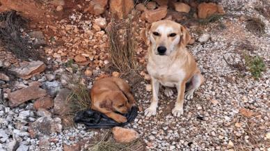 Vicdansızlığın bu kadarı! 4 yavru köpeğin kulak ve kuyruklarını kestiler