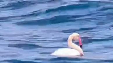 Boğaz'da flamingo görüntülendi