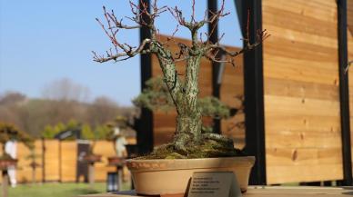 Türkiye'nin ilk "bonsai müzesi" açıldı