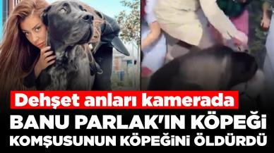 Köpeği komşusunun köpeğini öldüren Banu Parlak'tan açıklama: 'Köpeğim şiddete maruz kaldı'