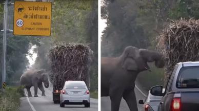 Tayland'da yol kesip atıştırmalık haraç alan filler