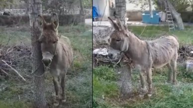 Yolda yürüyen kadını eşek ısırdı: Hastanelik oldu