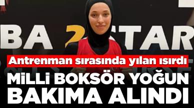 Antrenman sırasında yılan ısırdı: Milli boksör yoğun bakıma alındı