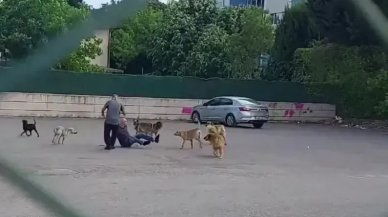 Başıboş sokak köpekleri parkta vatandaşa saldırdı!