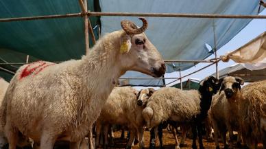 Türk Kızılayı kurban vekalet bedellerini açıkladı