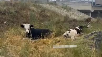 İnekleri otoyol kenarına bağladılar, sıcaktan bunalan hayvanların yardımına vatandaşlar koştu