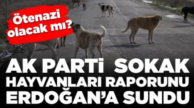 AK Parti sahipsiz köpeklere ilişkin raporu Cumhurbaşkanı Erdoğan'a sundu: Teklifte ötenazi olacak mı?