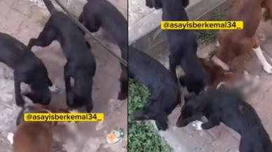 İstanbul'da korkunç olay! Sokak köpekleri kediyi parçalayarak öldürdü