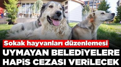 Bakan Yumaklı açıkladı: Sokak hayvanları düzenlemesine uymayan belediyelere hapis cezası verilecek