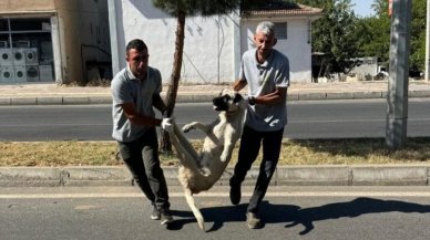 Silvan Belediyesi köpekleri yakalama yöntemini yanlış buldu, tepki çeken paylaşımını kaldırdı