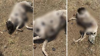 Çanakkale'de silahla vurulan sokak köpekleri hakkında Kaymakamlık'tan açıklama