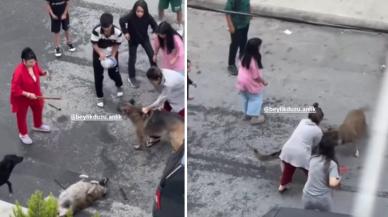 İstanbul'da sokak köpekleri arasında kavga: Çevredekiler güçlükle ayırdı