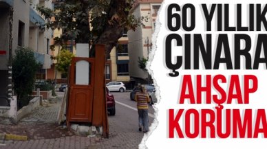 60 yıllık çınara ahşap koruma