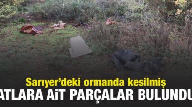 Sarıyer'deki ormanda kesilmiş atlara ait parçalar bulundu