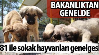 Bakanlıktan genelge:  81 ile sokak hayvanları genelgesi