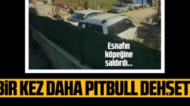 Sultangazi'de pitbull dehşeti!