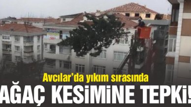 Avcılar'da yıkım sırasında ağaç kesimine tepki