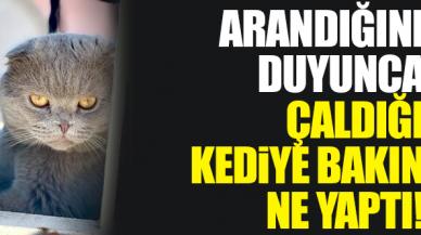 Esenyurt'ta arandığını duyan hırsız çaldığı kediyi taksiyle geri gönderdi