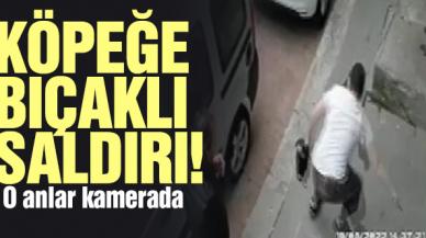 Bayrampaşa'da köpeğe bıçaklı saldırı