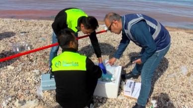 Karadeniz'de turuncunun sırrı çözüldü