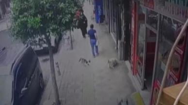 Güngören'de kedinin köpeğe saldırısı kameraya yansıdı