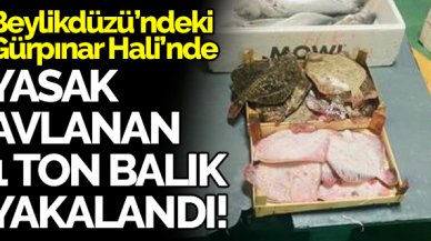 Beylikdüzü'ndeki Gürpınar Hali'nde 1 ton yasak avlanan balık yakalandı