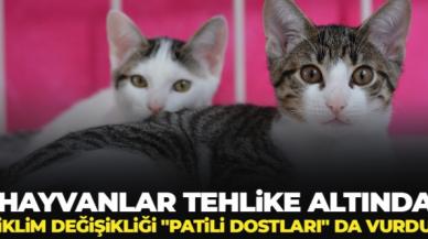 İklim değişiklği "patili dostları" da vurdu