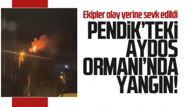 Pendik'teki Aydos Ormanı'nda yangın