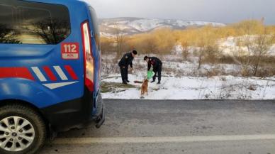 Jandarma ekipleri sokaktaki hayvanları ihmal etmiyor