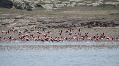 Flamingolar, Tuz Gölü'ne kuluçkaya geldi