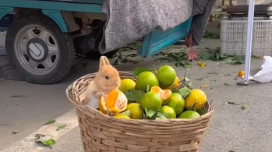 Sevimli tavşanın mandalina keyfi! Mikrofon koyarak o anları kaydettiler!