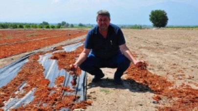 Manisa'da Sağanak Üzüm Bağlarını Vurdu