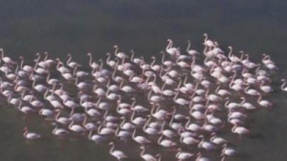 Flamingolar Sulak Alanda Görsel Şölen Oluşturdu