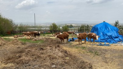 Köydeki buzağı ölümlerinin nedeni ortaya çıktı: Karantina işlemi başlatıldı