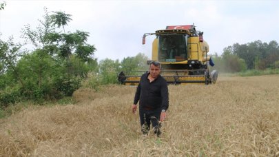 Çukurova'da buğday hasadı başladı