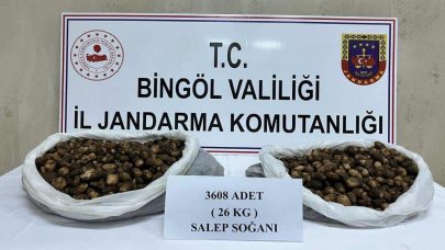 Kaçak salep soğanlarını topladılar: Para cezası uygulandı