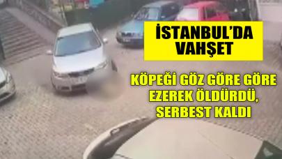 Köpeği ezerek öldürmüştü, serbest bırakıldı