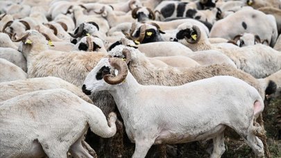 İstanbul'da kurban pazarları kurulmaya başlandı